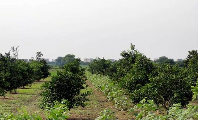 枳壳结果了可以修剪吗,枳壳树什么时候修剪