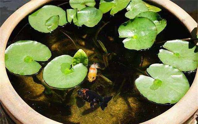 兰寿金鱼一年四季的饲养,金鱼繁殖季节和饲养方法