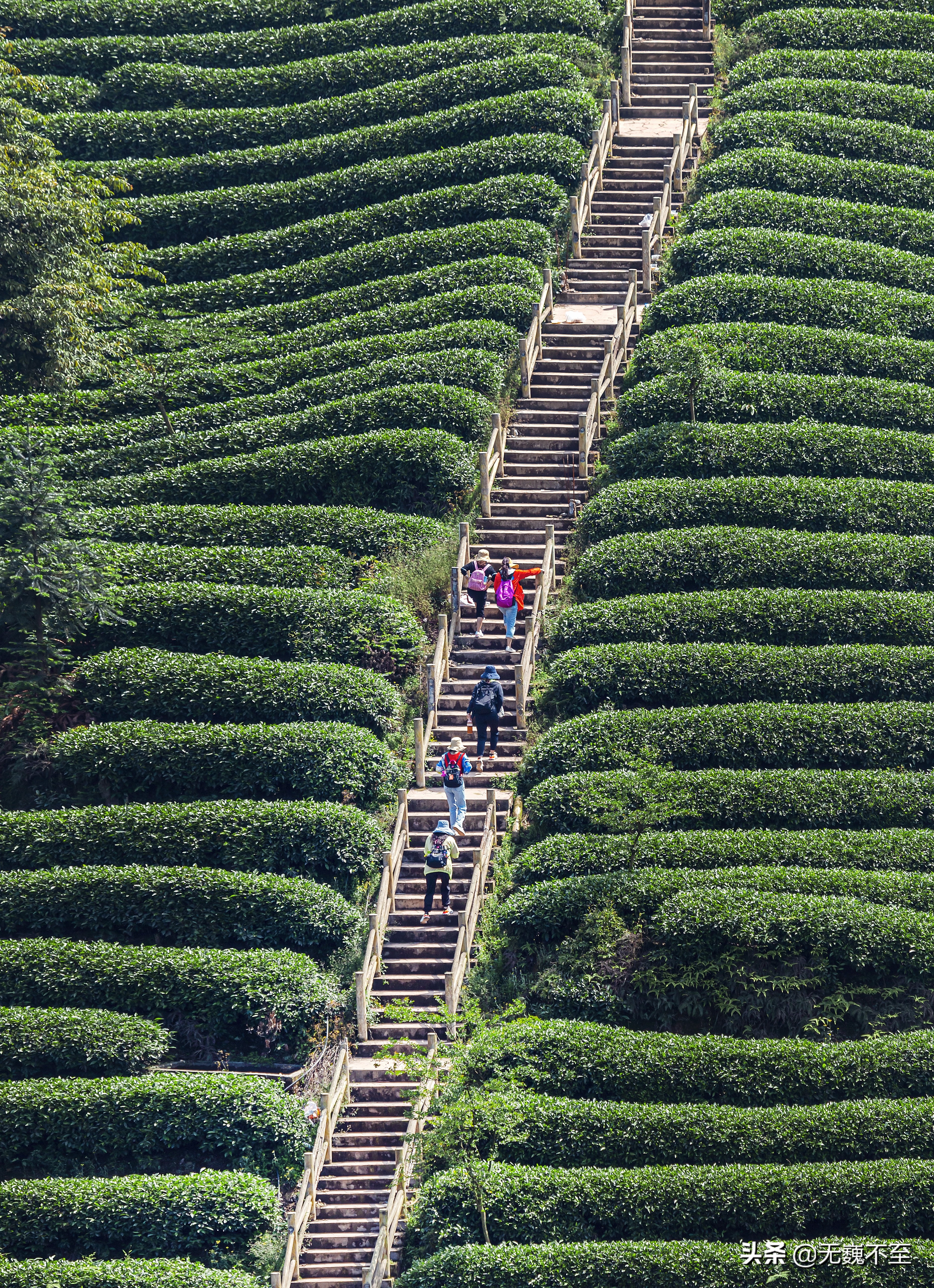 四川雅安牛碾坪万亩观光茶园绿道,雅安旅游景点十大排行榜牛背山