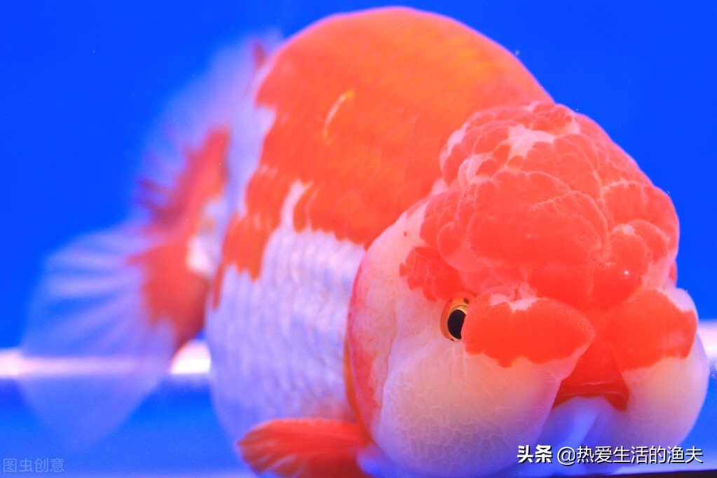 金鱼有病怎样治,金鱼有病是什么症状