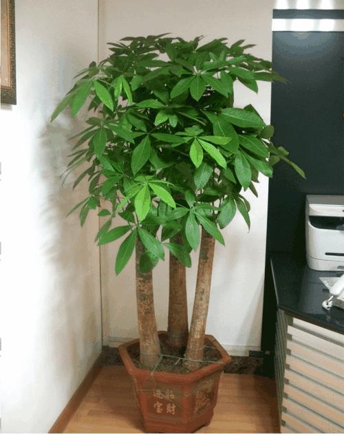 发财树枯萎了应该怎么救活,发财树干枯要不要扔掉