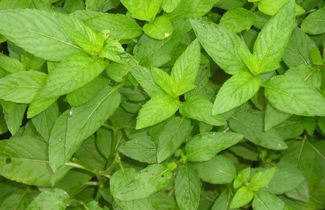 秋天蚊子多如何驱赶和消灭,薄荷小苗怎么养