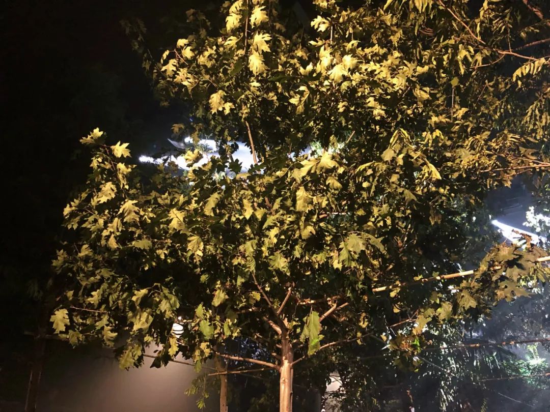 最值得买的dior,dior值得买的马鞍包是哪款