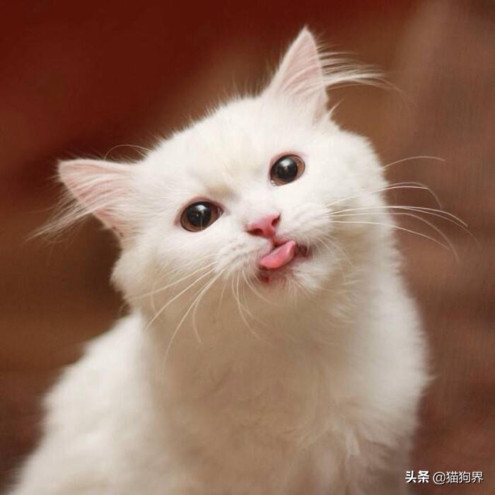 猫咪身上很臭为什么它都不舔毛,为什么猫咪不洗澡也不会臭