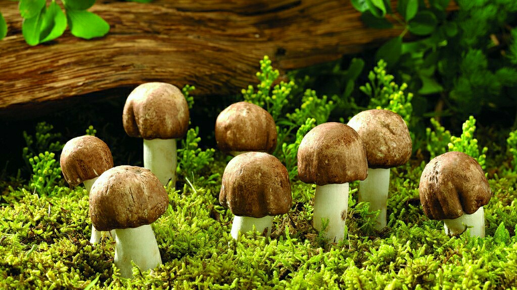 蘑菇的养殖技术视频播放,蘑菇养殖技术全过程