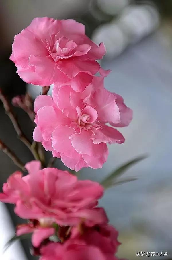 一至十二月的花期,12月到2月份的花期