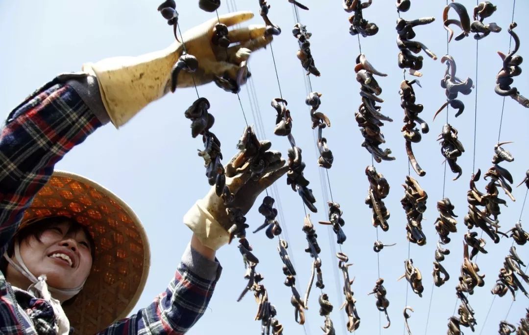 农业失败案例及解析,农业案例分析及解读