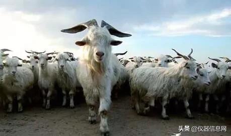 领头羊回勇这类仪器年度十大流量明星揭晓