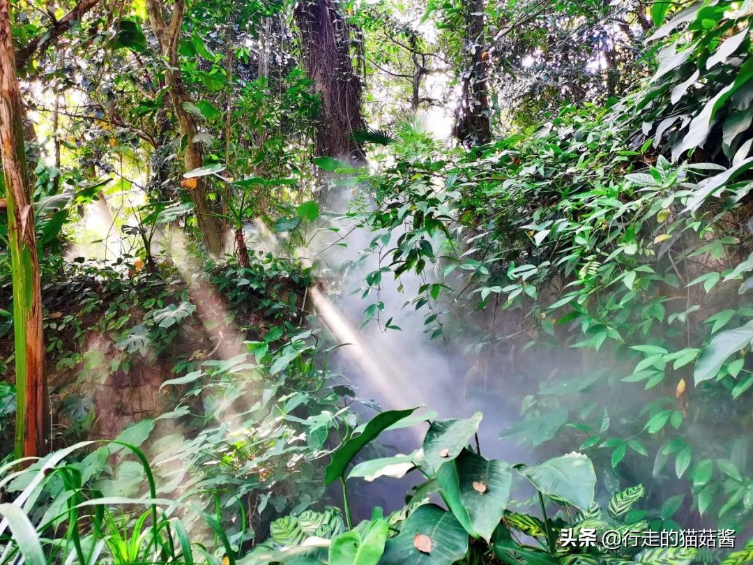 第一次去厦门必去攻略,去厦门的自由行攻略图文