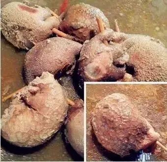 这些奇葩口味的披萨你都尝了吗,那些反人类的奇葩发明