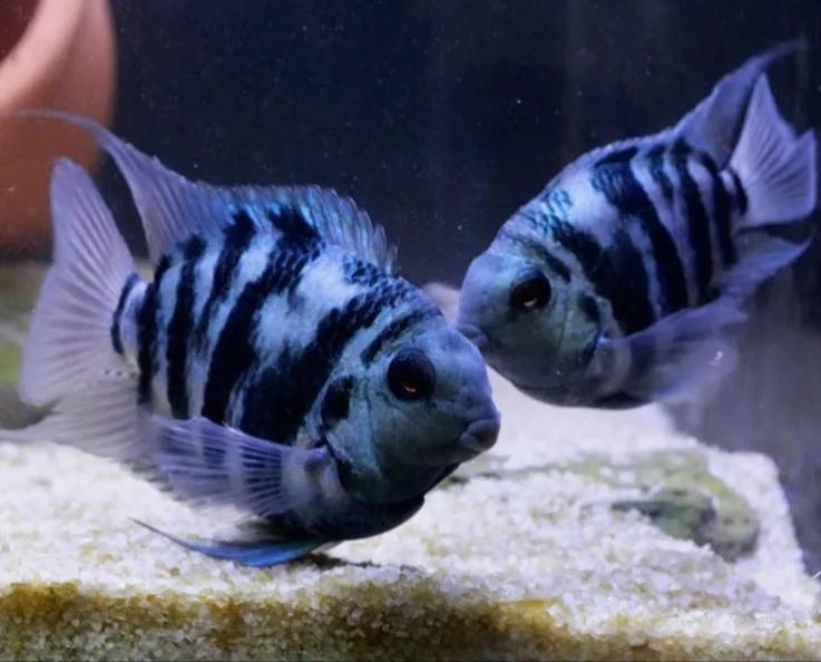 迷你鹦鹉鱼和斑马鹦鹉鱼混养,迷你鹦鹉鱼能喂鹦鹉鱼饲料吗