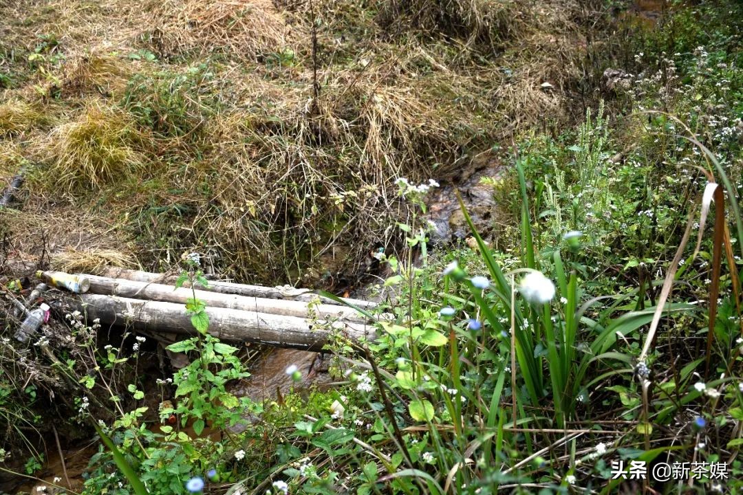 南糯山有什么景点,南糯山有哪些景点