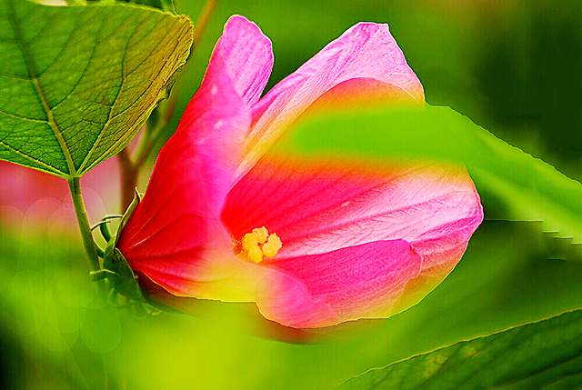 秋葵花国画,秋葵花也如此的美丽