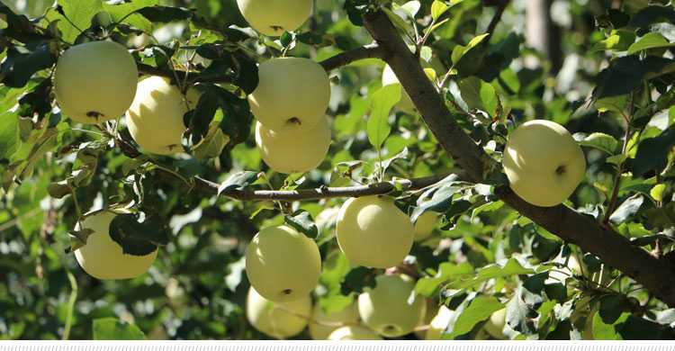 长武红苹果特点,长武黄元帅