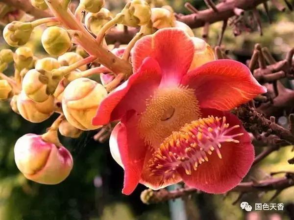 菩提花开观自在,菩提花开见性成佛