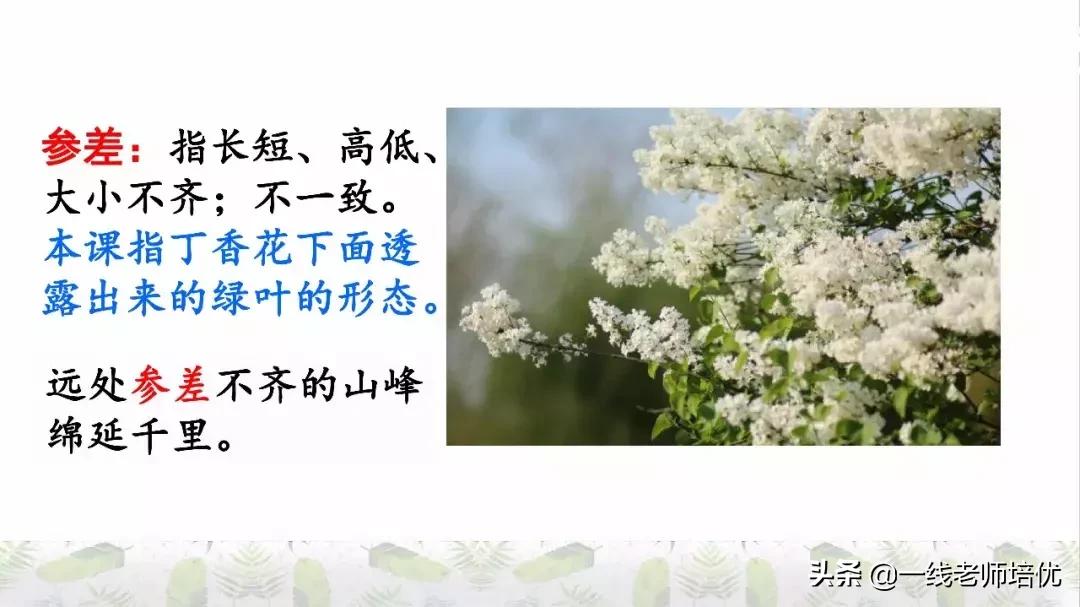 六年级上册第二课丁香结知识点,部编版六年级上册语文丁香结预习