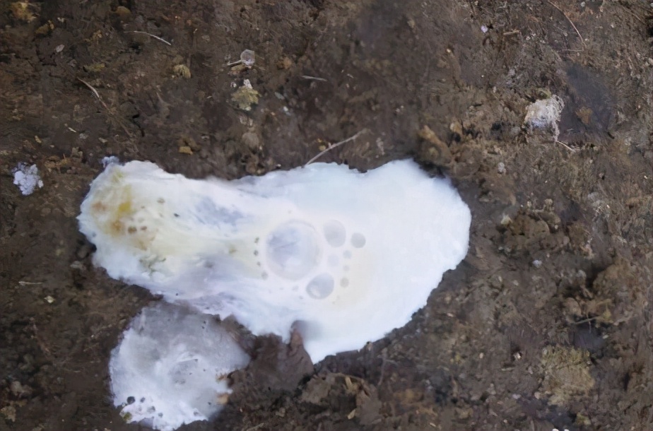 鸡水样粪便是什么原因,鸡拉透明水样粪便