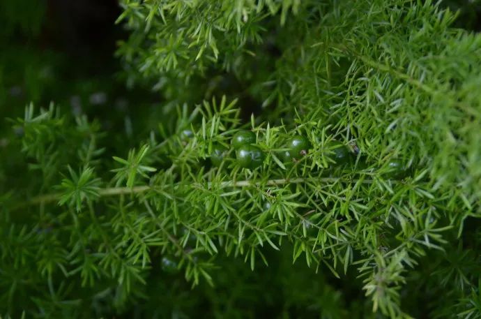 100种常见观叶植物图鉴史上最全,农村常见的100种植物