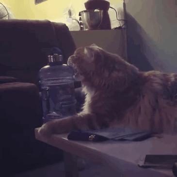 猫咪各个品种大概价格,最受欢迎的猫咪排行视频