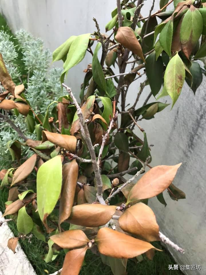 盆景没浇水枯萎了怎么救活,盆景枯萎需要及时修剪吗