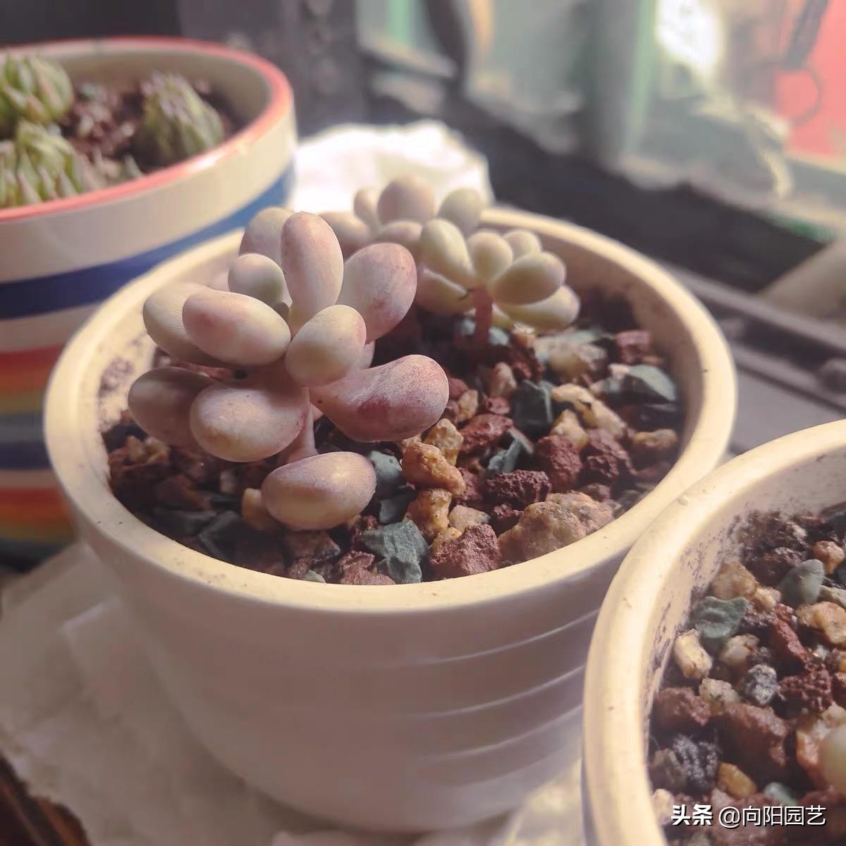 多肉养不好,多肉精养怎么控