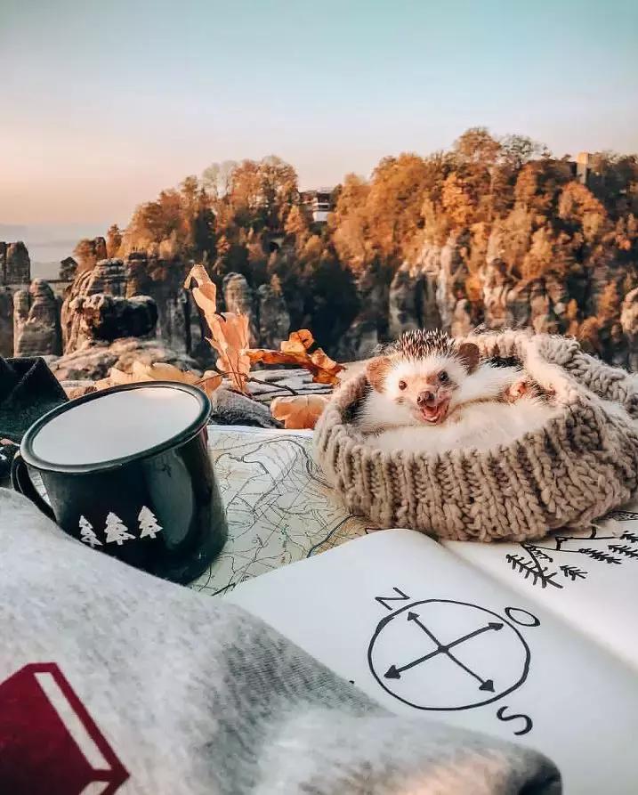 Ins上最火的网红小刺猬,拍写真,出自传,住别墅