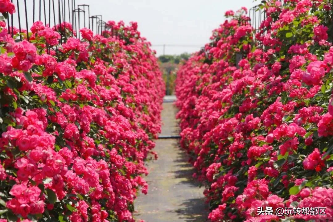 郫都区最美的花海,成都郫都花乡玫瑰开放了吗