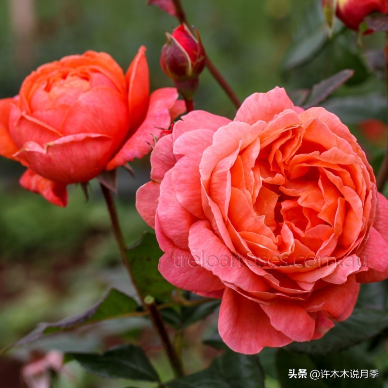 月季土壤里面有小虫子怎么办,月季花盆土壤里面的虫子