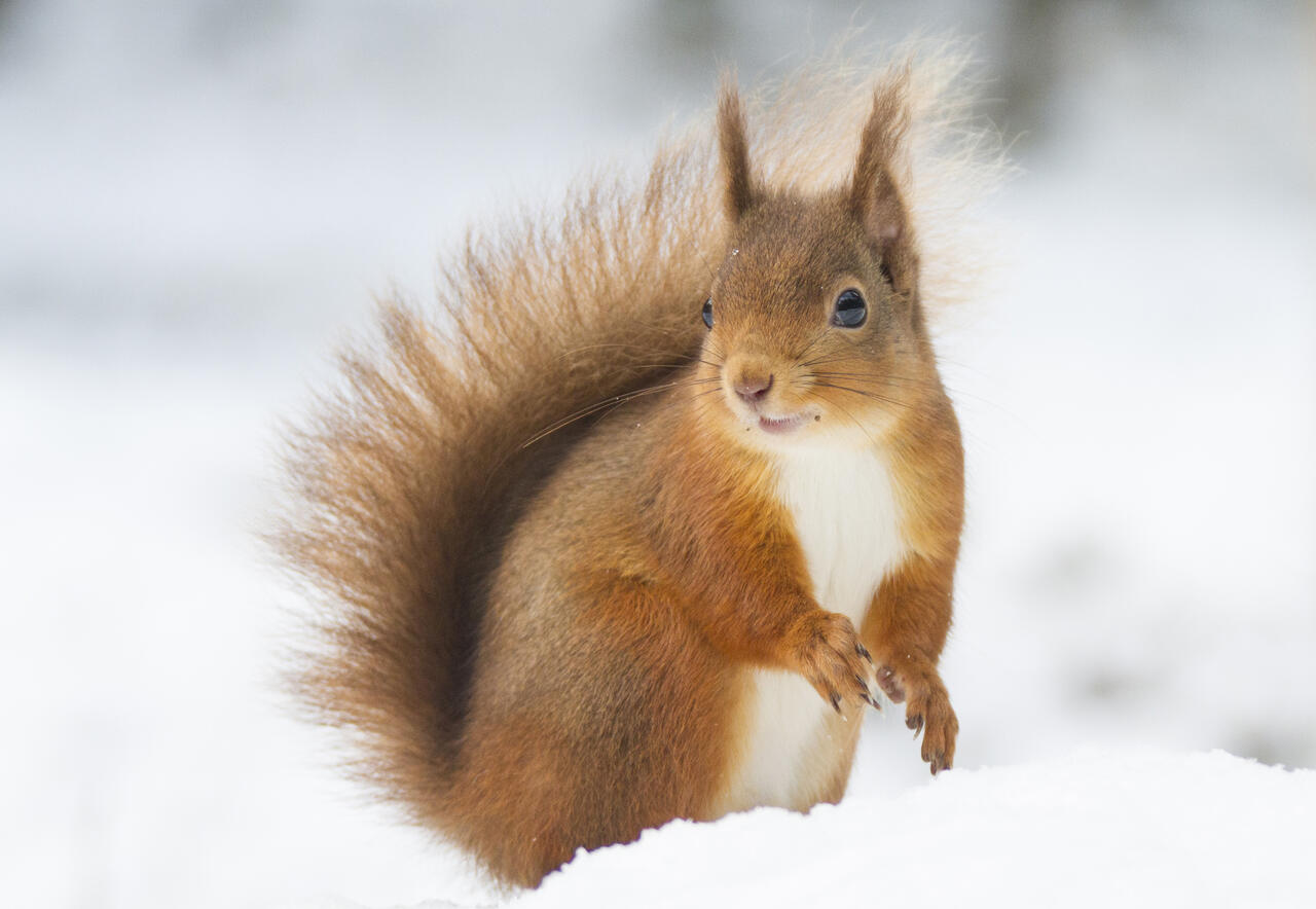 缇庡浘娆ｈ祻鍚儏鑴夎剦,缇庡浘ai娣峰壀