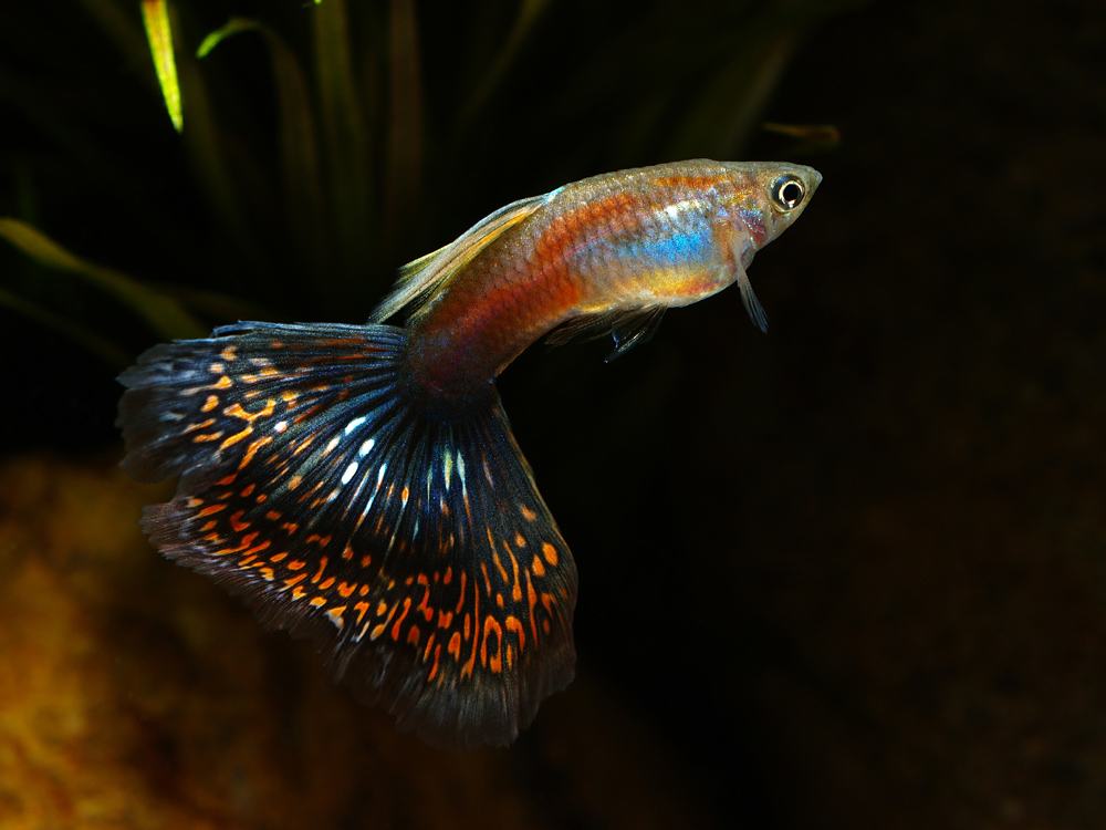 孔雀鱼怎么养到爆缸,陶粒草缸养阴性草可以养孔雀鱼么