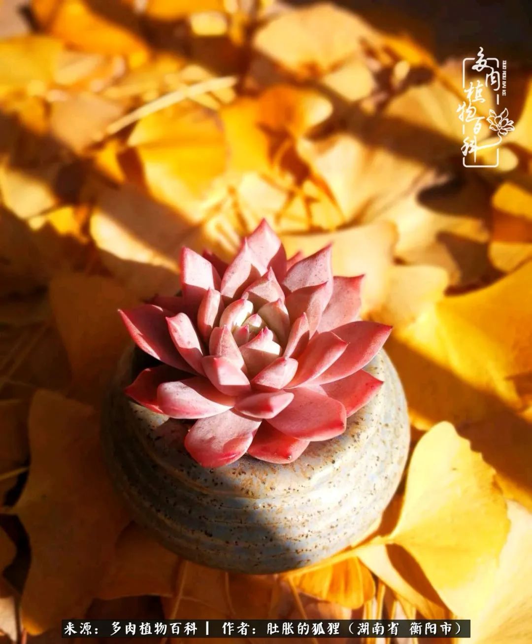 多肉用大盆养好还是用小盆养,多肉用石子养好还是用土养好