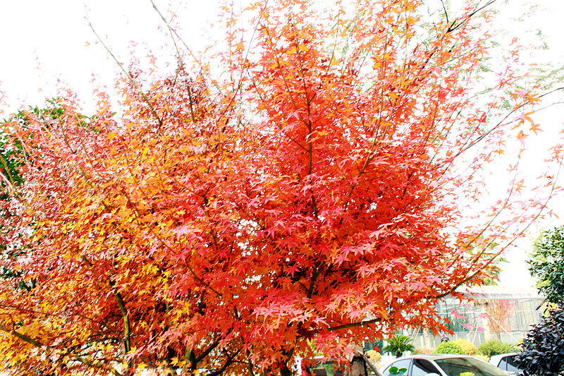 缤纷秋色枫树,树叶金黄色的风景树有哪些
