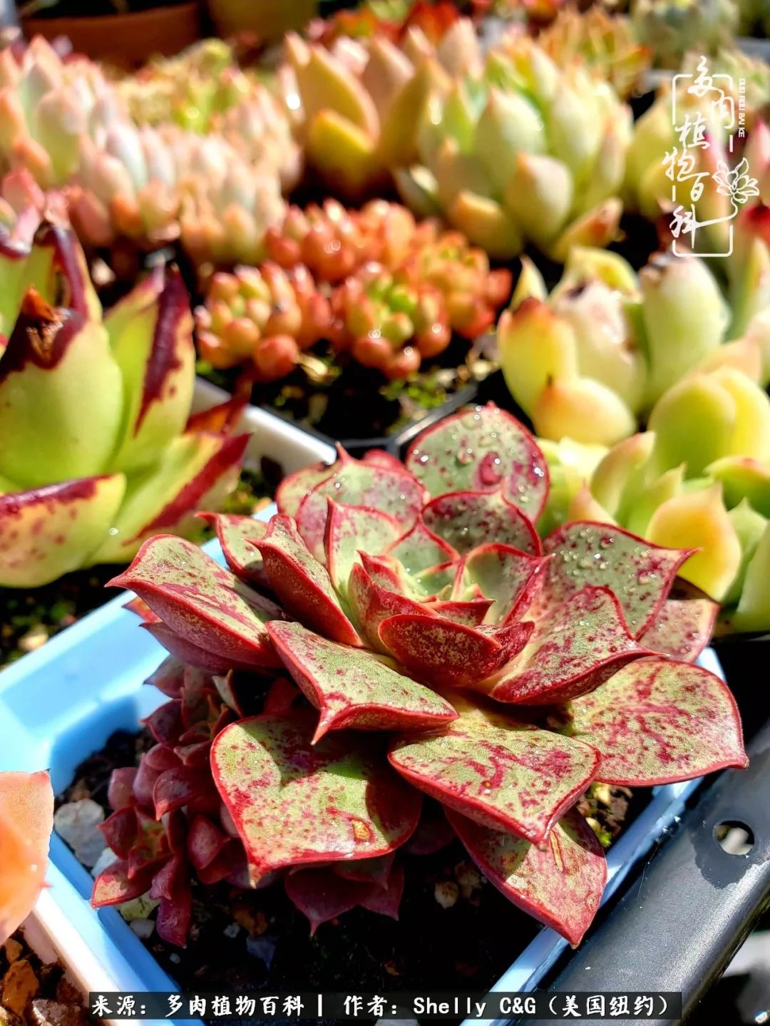 美国纽约有多少华裔人,美国纽约有多少个华人