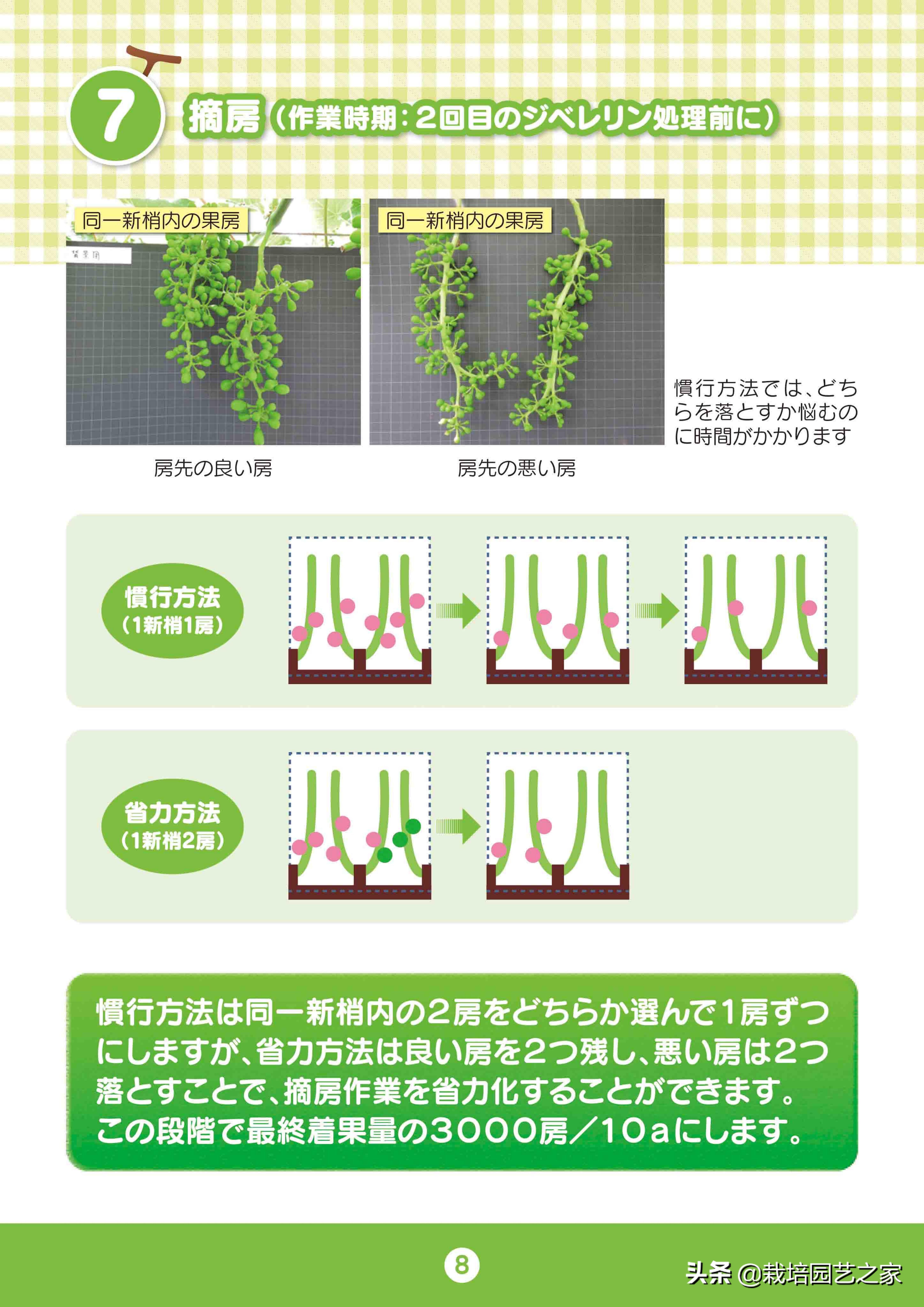 日本阳光玫瑰葡萄全教程,日本阳光玫瑰保果配方
