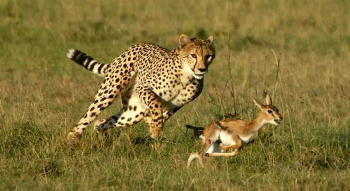 为何黑人身体最强壮呢？