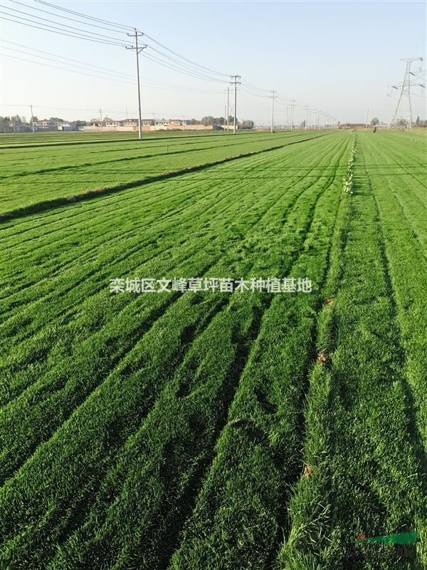 河北栾城古镇旅游攻略,石家庄栾城区附近景点