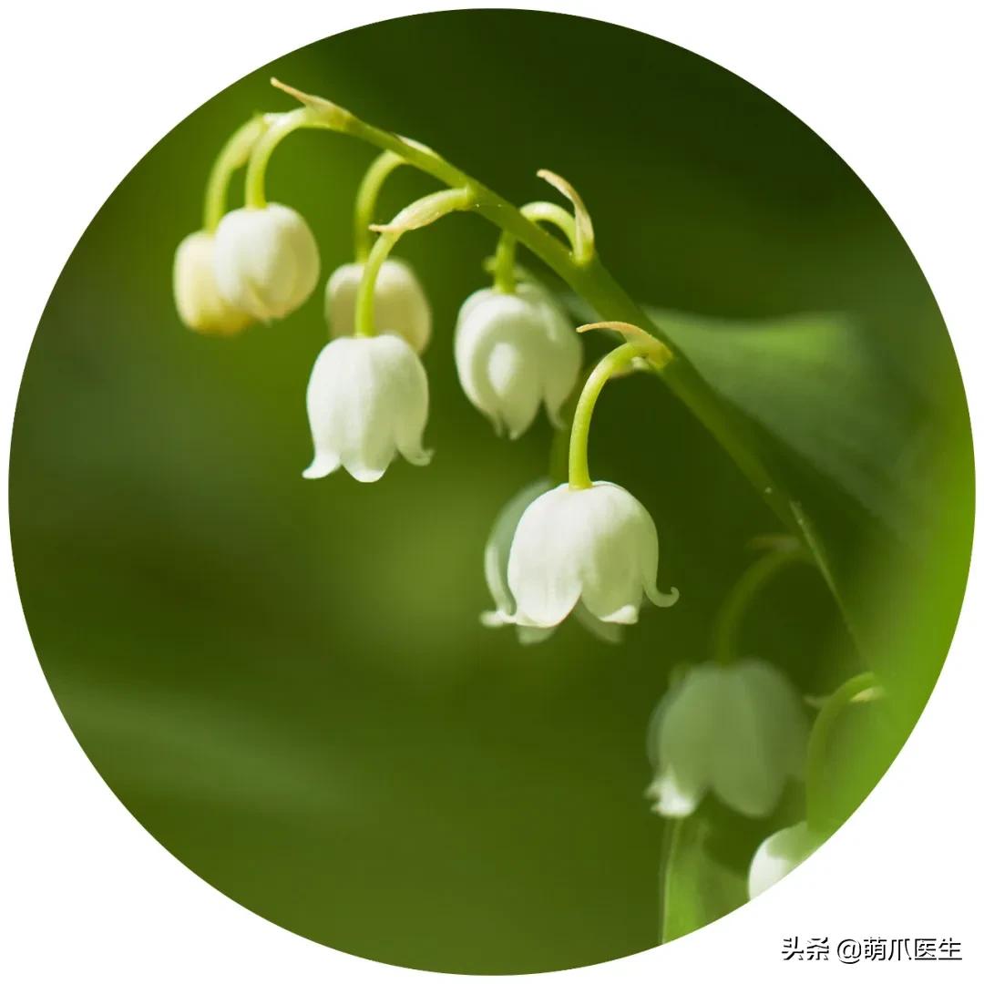 家有萌猫，千万别养这些花草！！