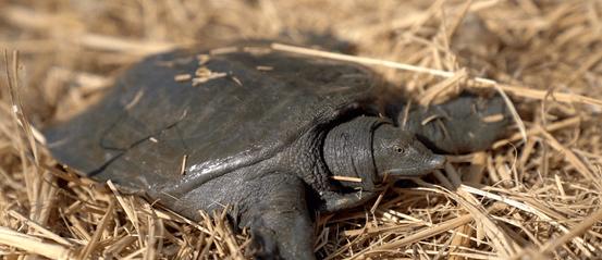 浙江大爷赚钱副业,浙江稻鳖养殖
