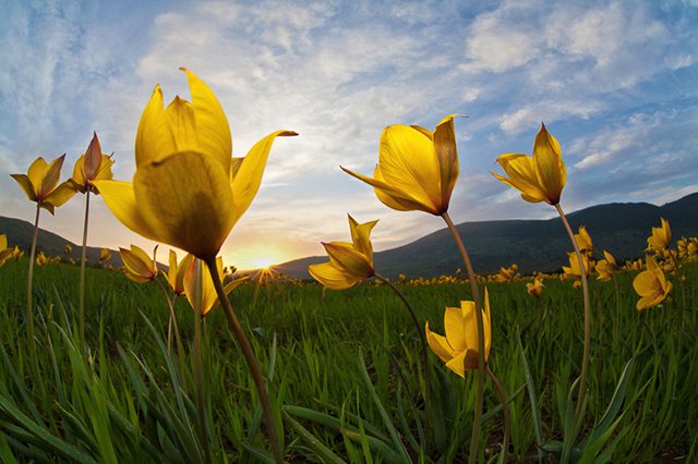 郁金香的花语和寓意是什么意思呀,不同颜色郁金香花语和寓意一样吗
