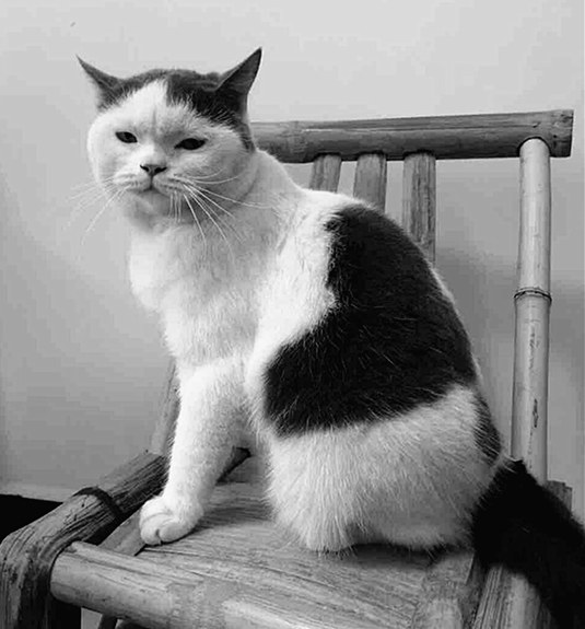 养猫不封窗的人,养猫不封窗猫为什么不会逃跑