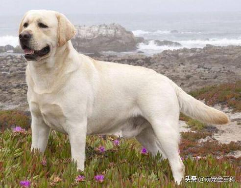 狗对主人的绝对忠诚会有什么表现,少喂一口狗狗它就可以多活几年