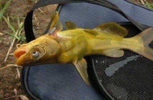 五月钓黄鳝好钓吗,五月钓鲤鱼是死守还是勤抛竿