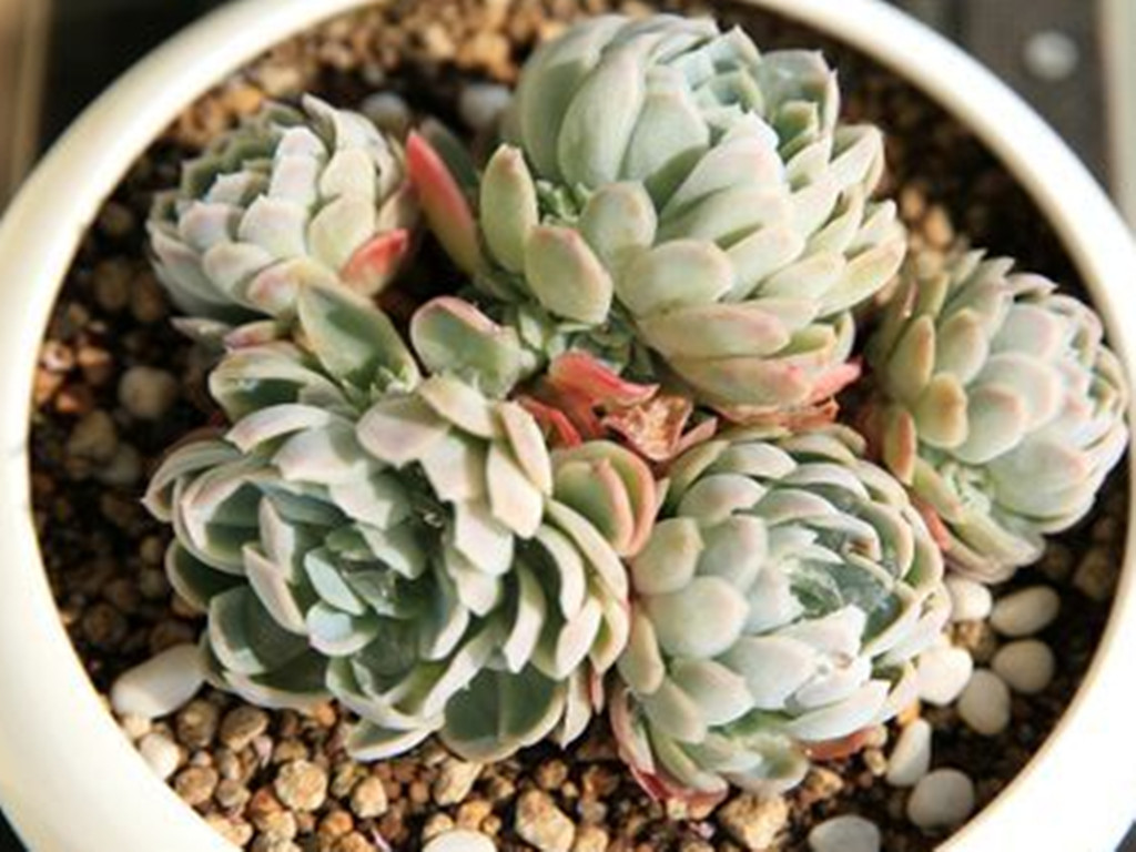 多肉植物冰莓好养吗,多肉冰梅老桩养殖方法