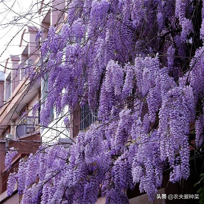 盆栽15厘米深能种什么爬藤花期长,适合南方养的一年开花的爬藤