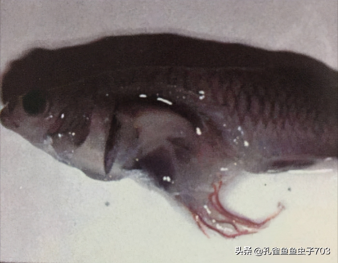 孔雀鱼怎么体内驱虫最有效,如何给孔雀鱼选择饲料