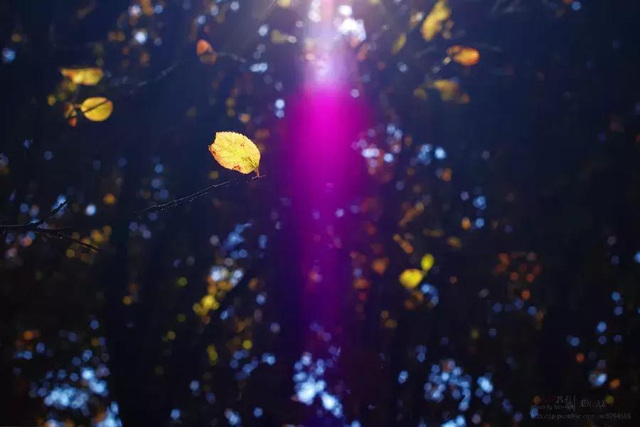 窗外的小树林作文,窗外的小树林原唱