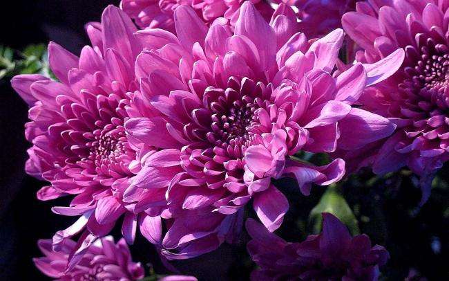 菊花常见病虫害及防治技术,什么菊花四季开花无病虫害