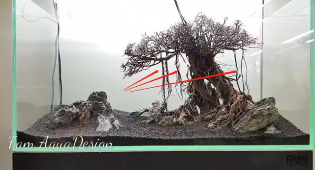 莫斯树到底好不好,莫斯树是什么