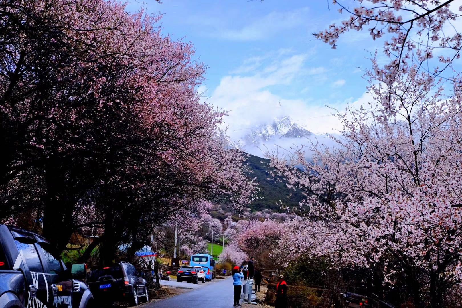 拉萨到成都普拉多托运费用,拉萨租车普拉多配司机一天多少钱