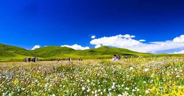 成都自驾红原大草原,四川红原大草原